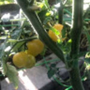 Meet your Posher, Juanita